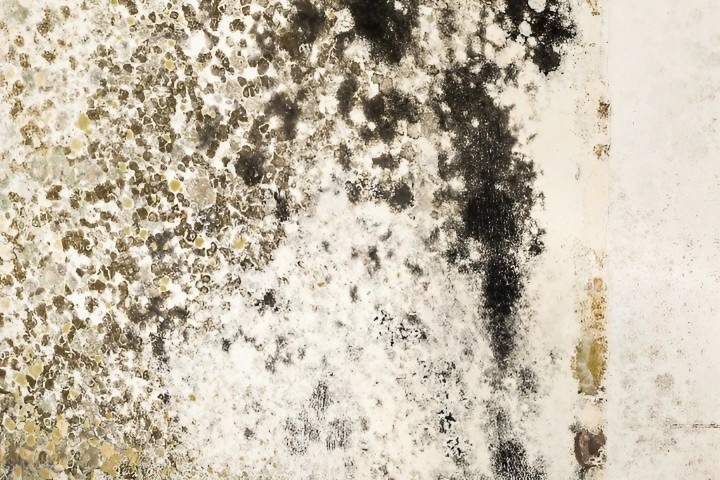 Black mold is a type of fungus that grows on damp and organic surfaces. It usually has a slimy texture and a greenish-black color. It can cause health problems if inhaled or ingested.