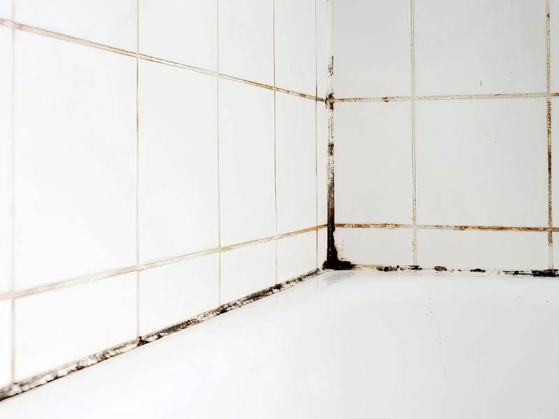 Mold in Shower and Bathroom