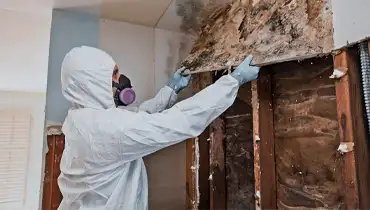 Our skilled team specializes in mold assessment and safe removal, ensuring your home is free from mold's harmful effects.