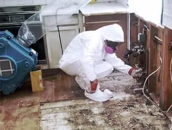 Mold Remediation Services