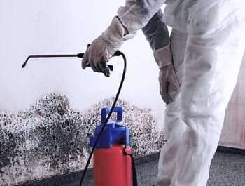 Mold Treatment Services