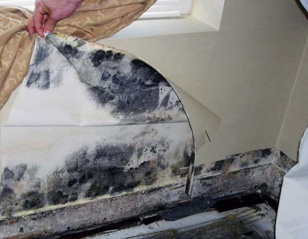 Black Mold In Home